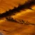 Oeil de tigre